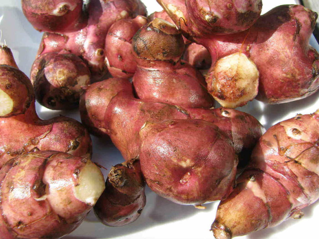 Alcachofas - hortalizas de raíz